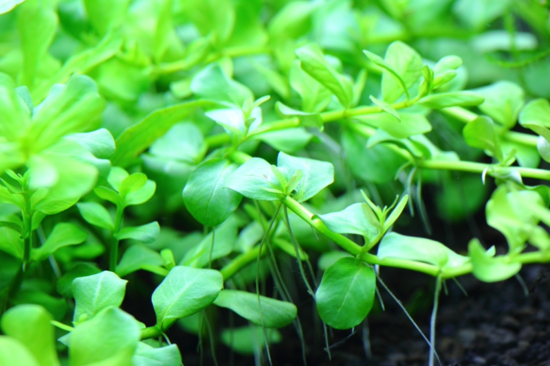 砂利で育成　植栽7日目
